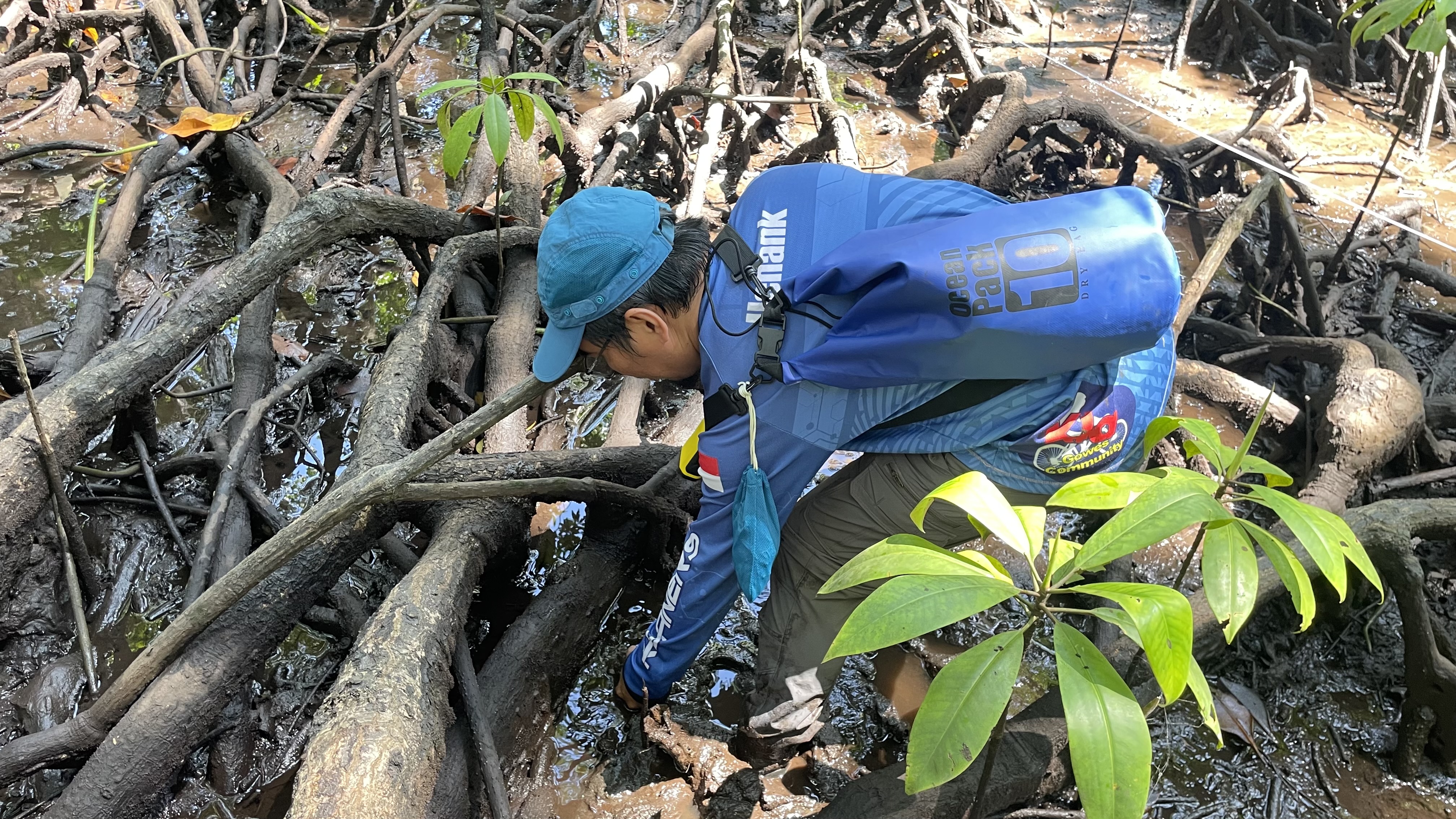 Java Reforestation