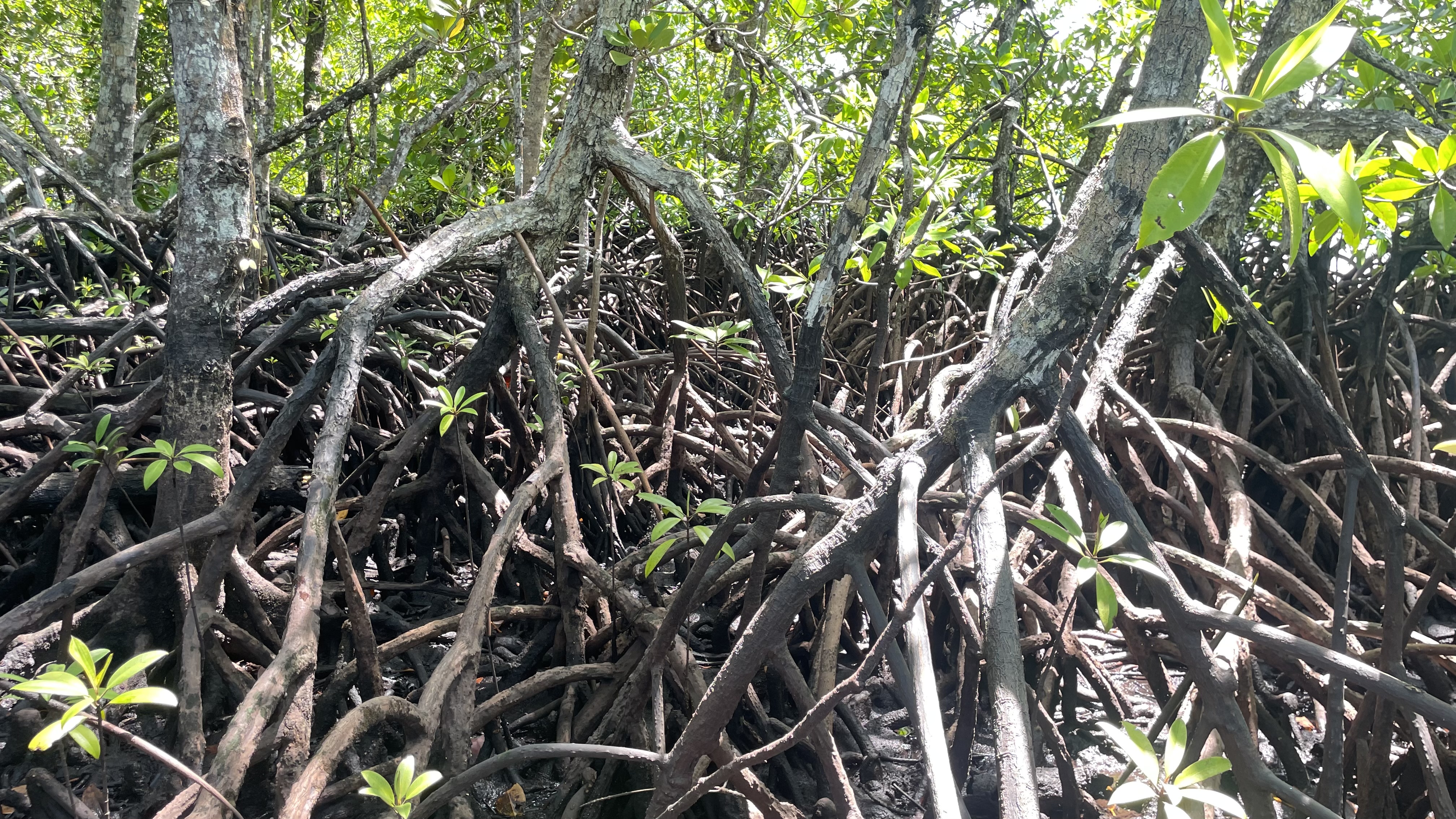 Biodiversity Assessment