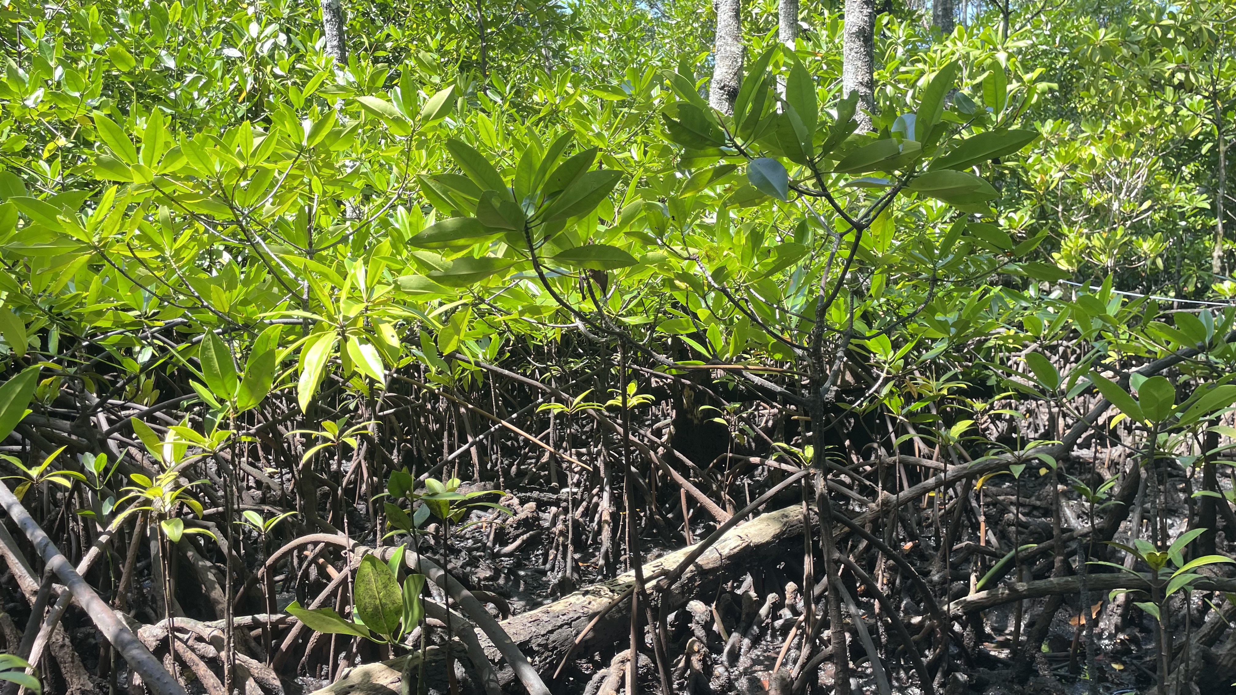 Carbon Mapping